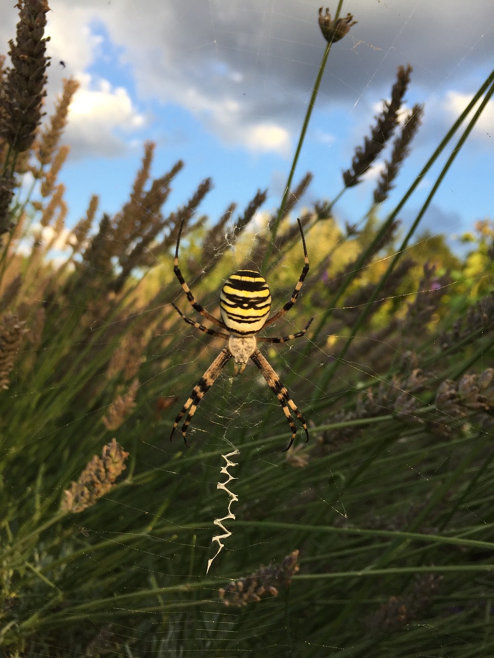 wasp spider garden nature free photo