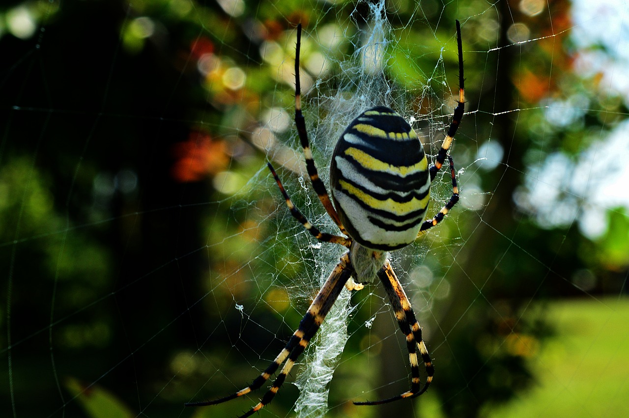 wasp spider spider insect free photo