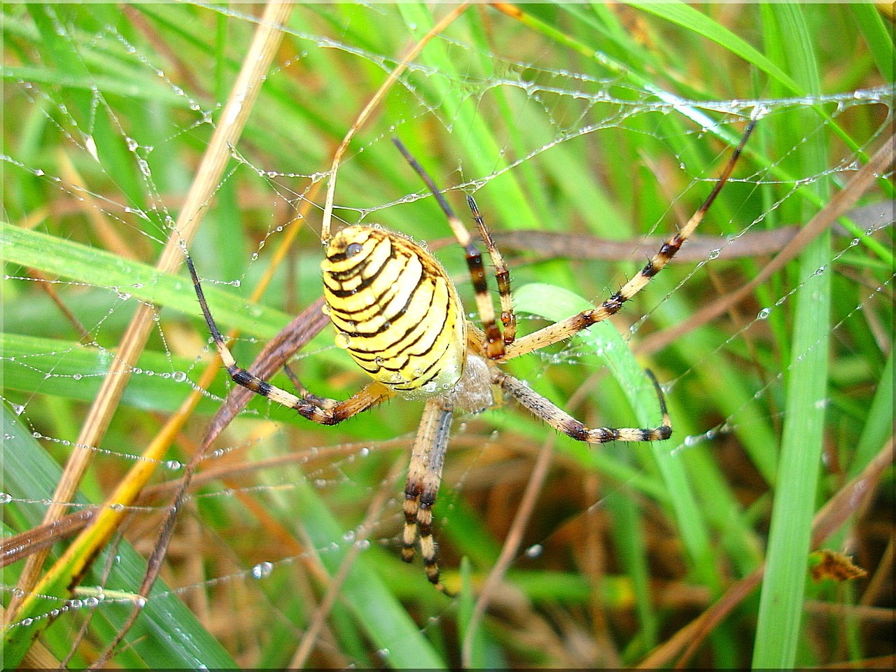 wasp spider meadow nature free photo