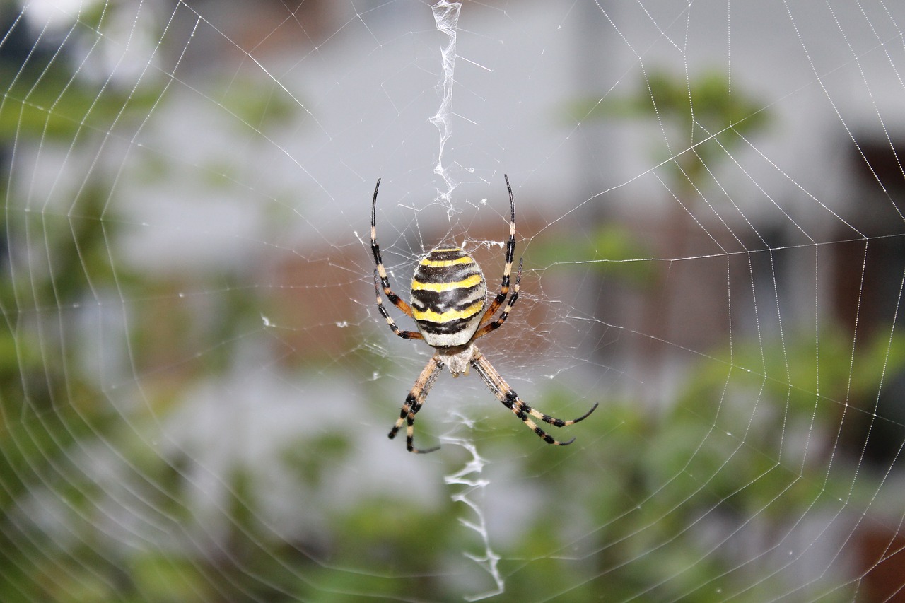 wasp spider spider network free photo