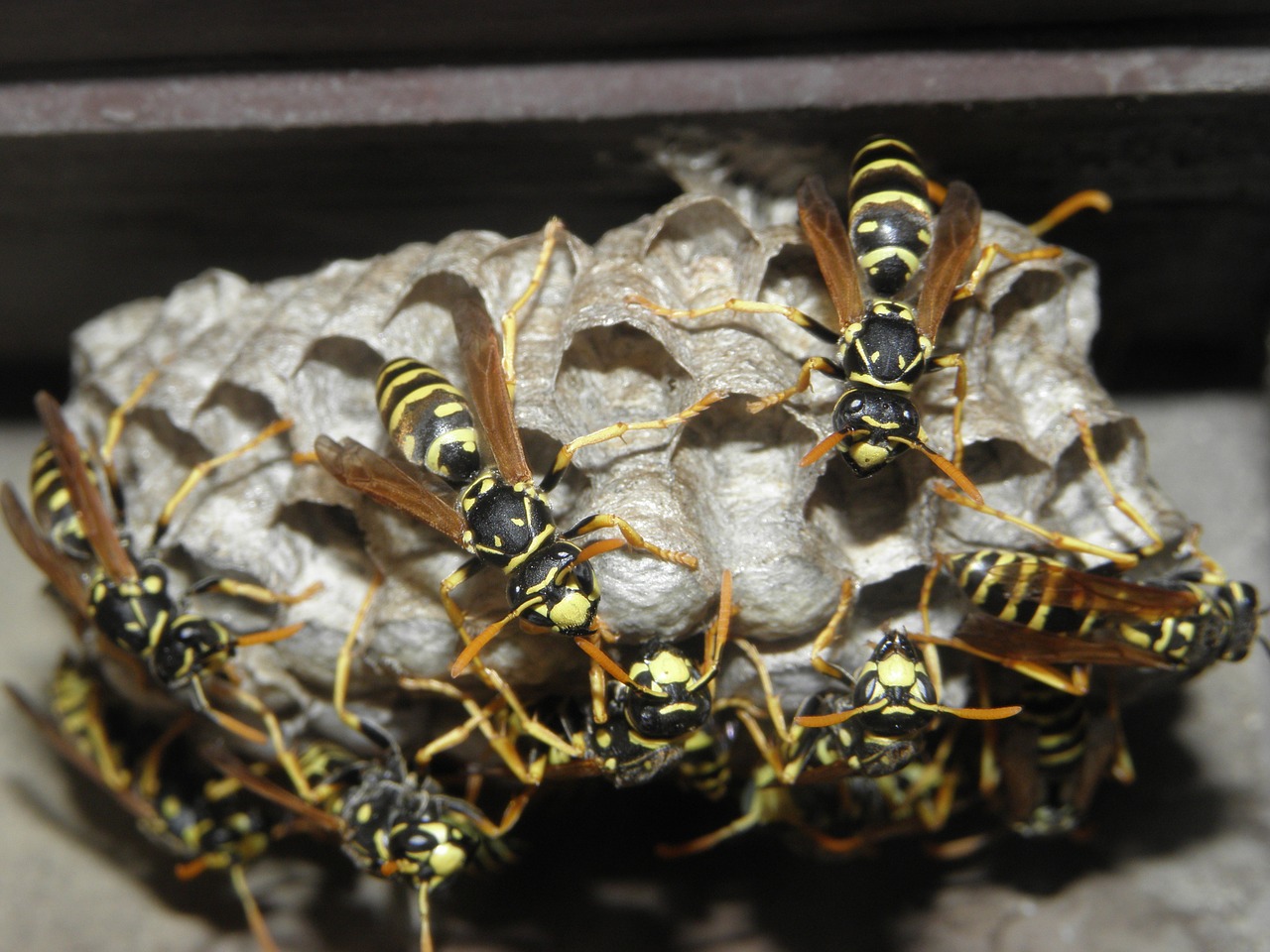 wasps insects nature free photo