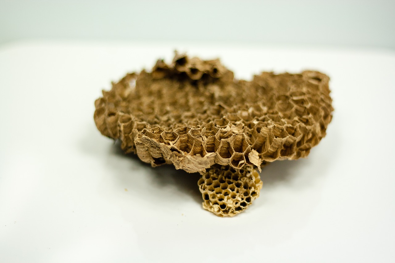 wasps honeycomb honey free photo