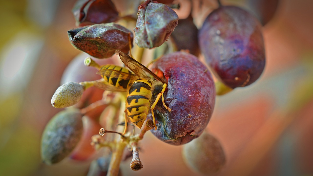 wasps grapes wasps devoured free photo