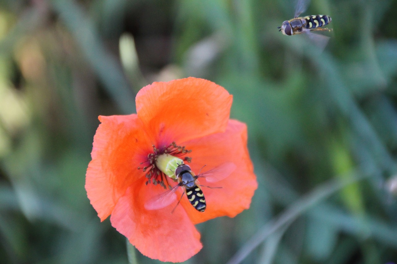 wasps approach insect free photo