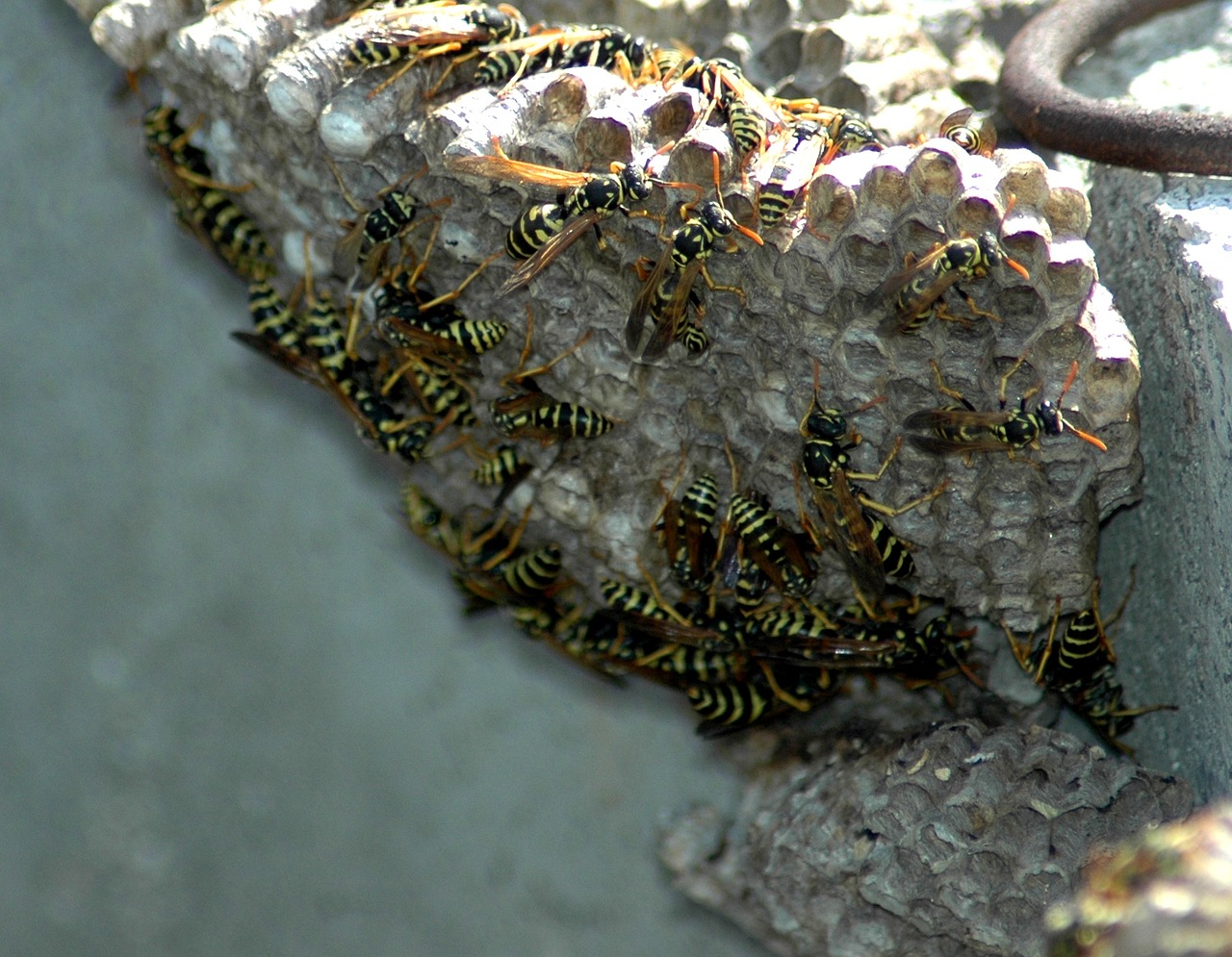 wasps nest wasp nest free photo