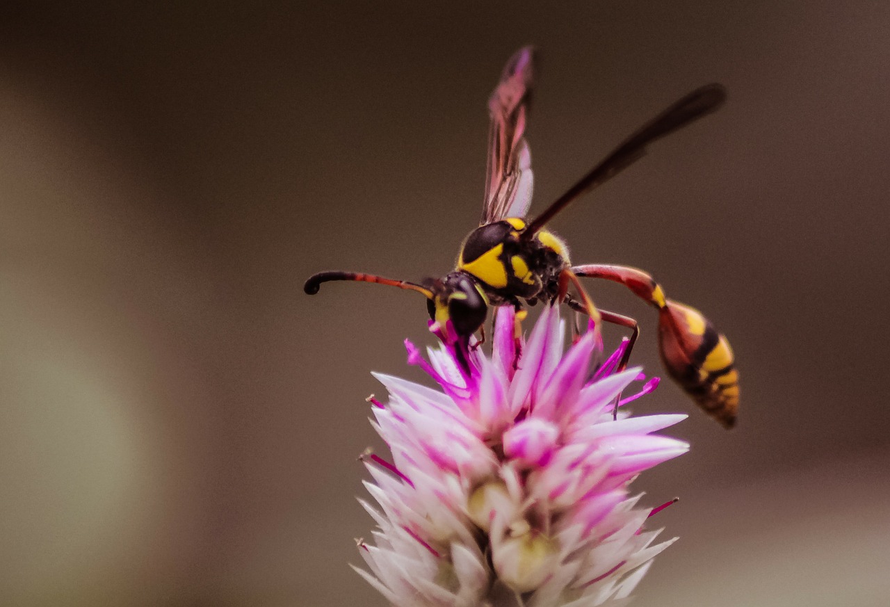 wasps insects flowers free photo