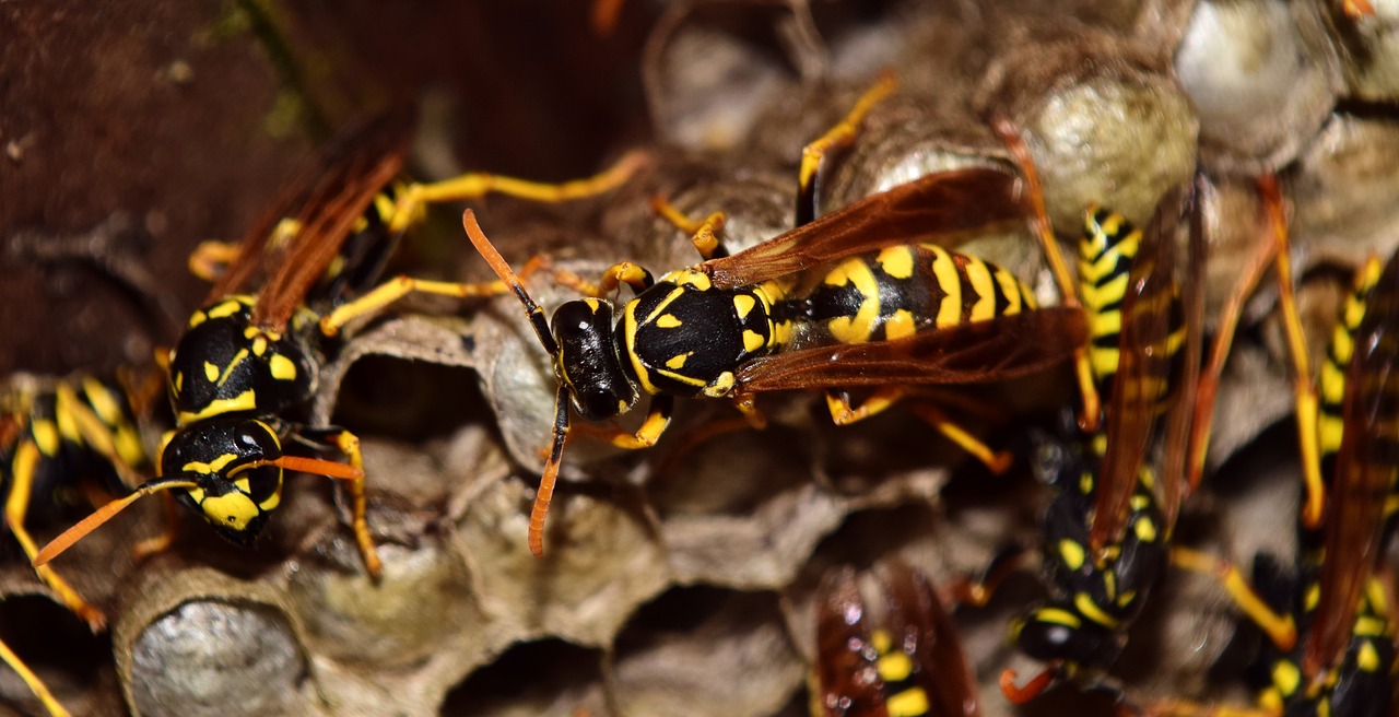 wasps the hive combs free photo