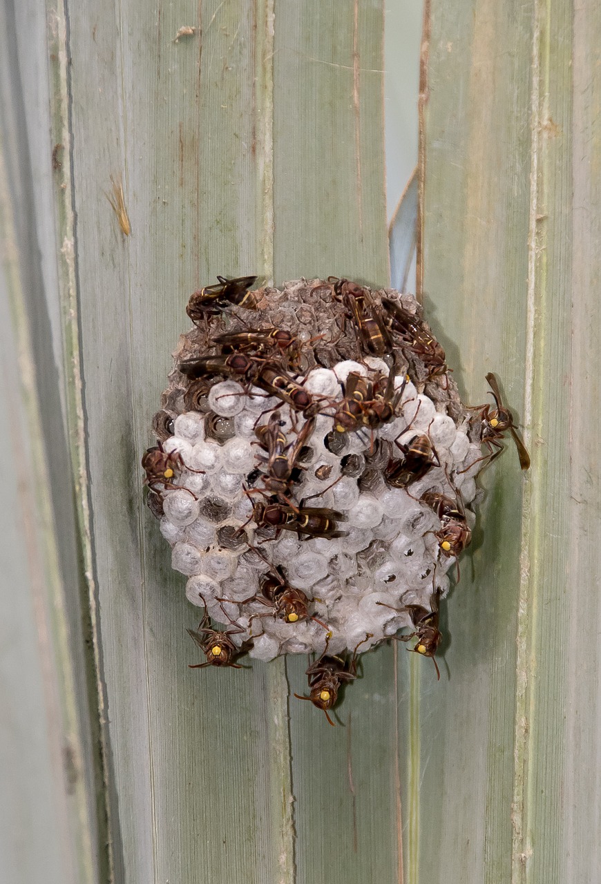 wasps nest insects free photo