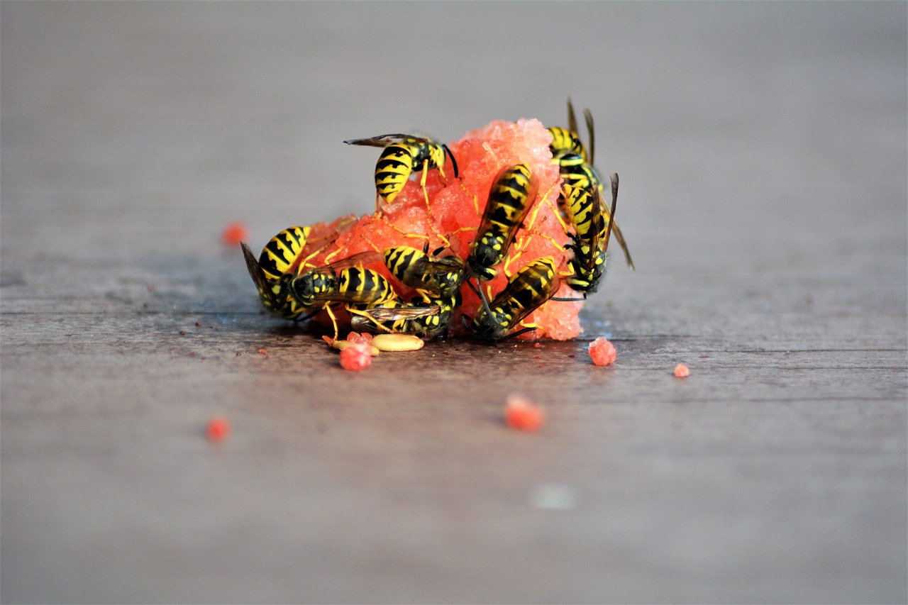 wasps  insect  eat melon free photo