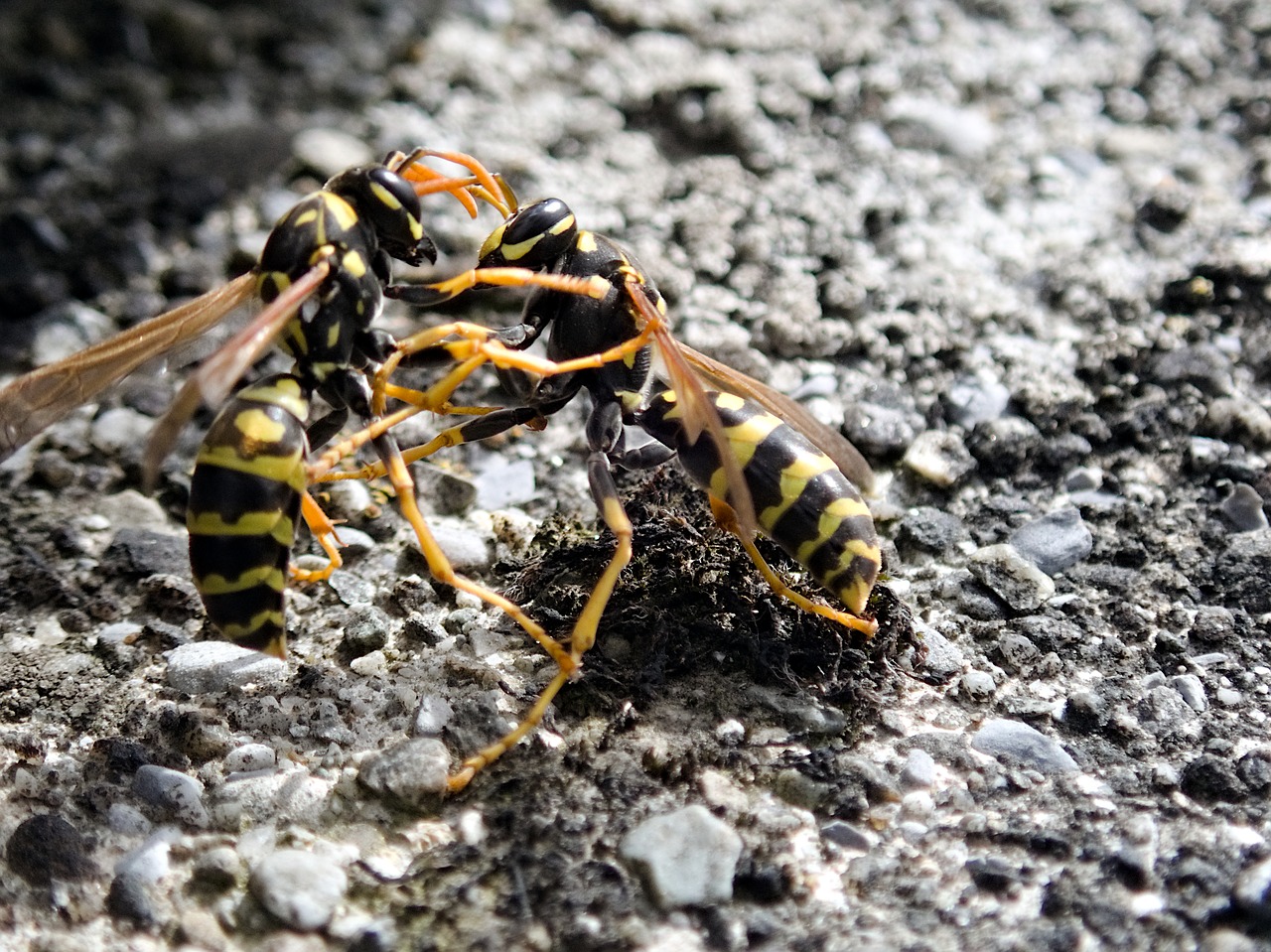 wasps  insect  fight free photo