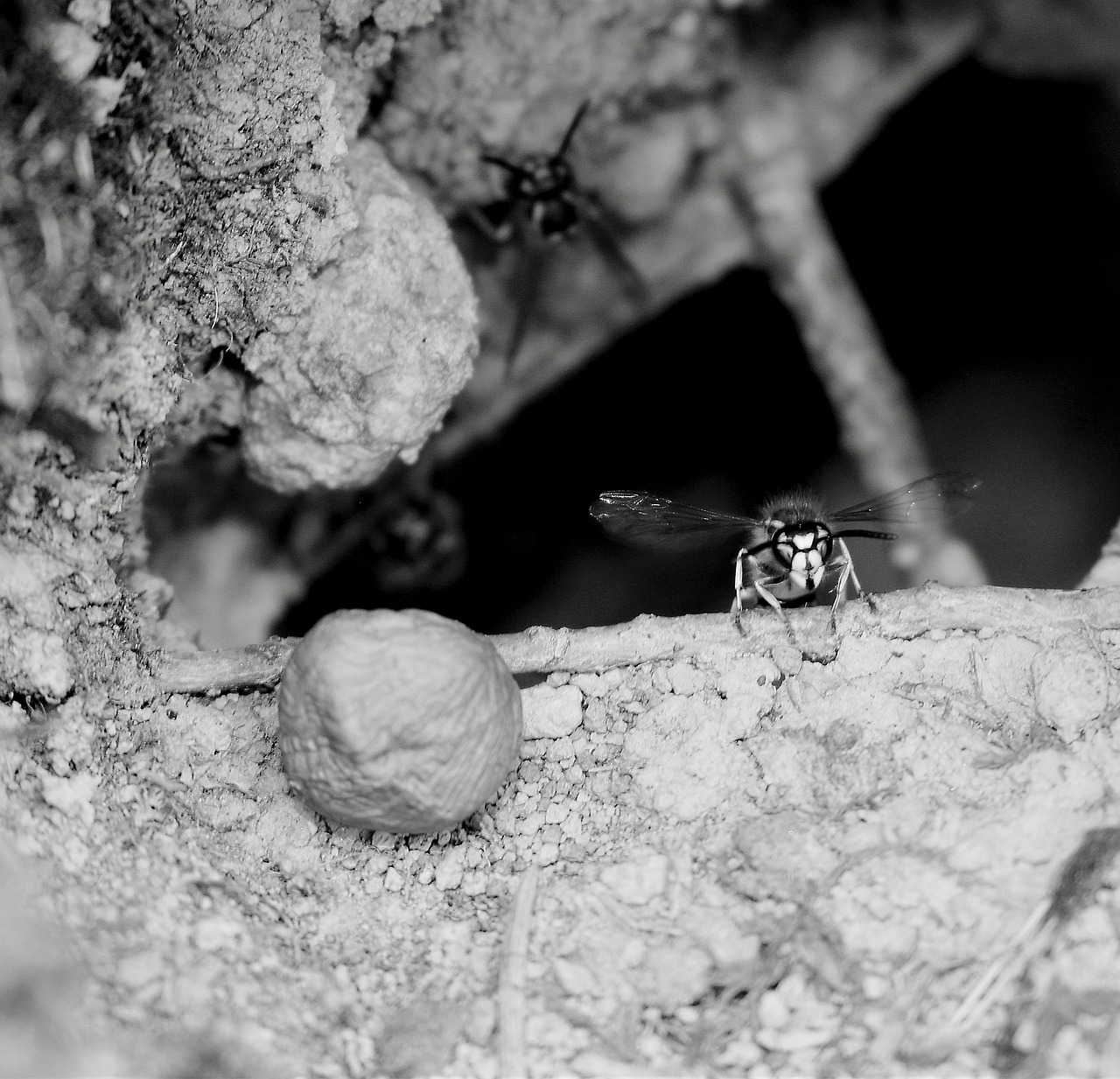 wasps  bug nature  close up free photo