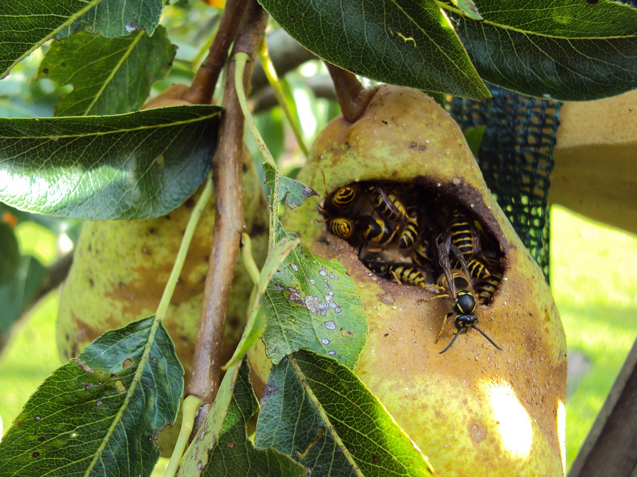 wasps peer fruit tree free photo