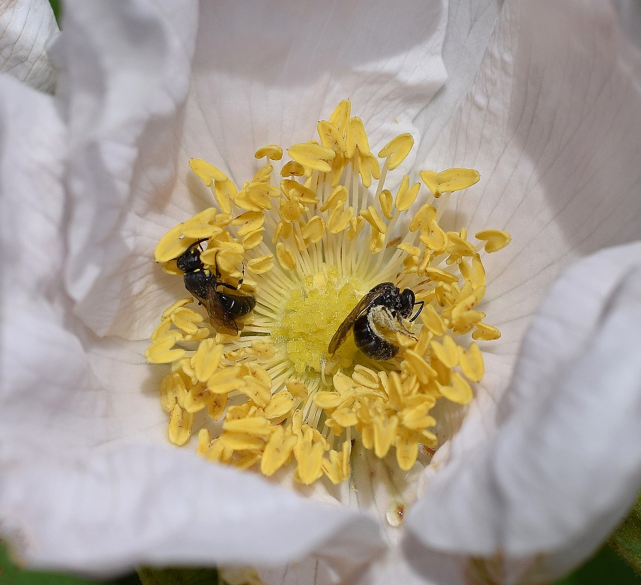 wasps in rose wasp scolia wasp free photo