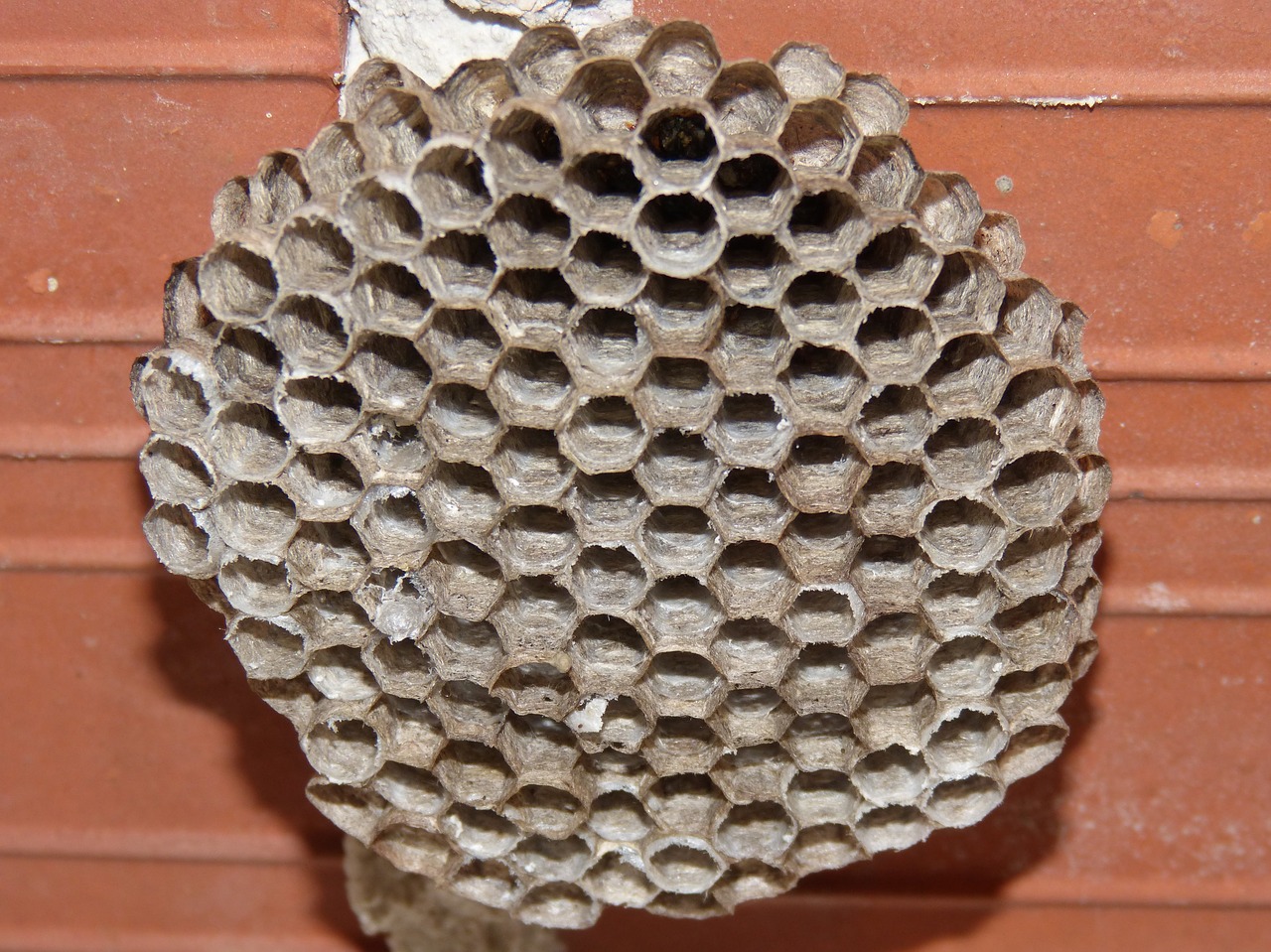 wasps' nest hexagon wasps free photo