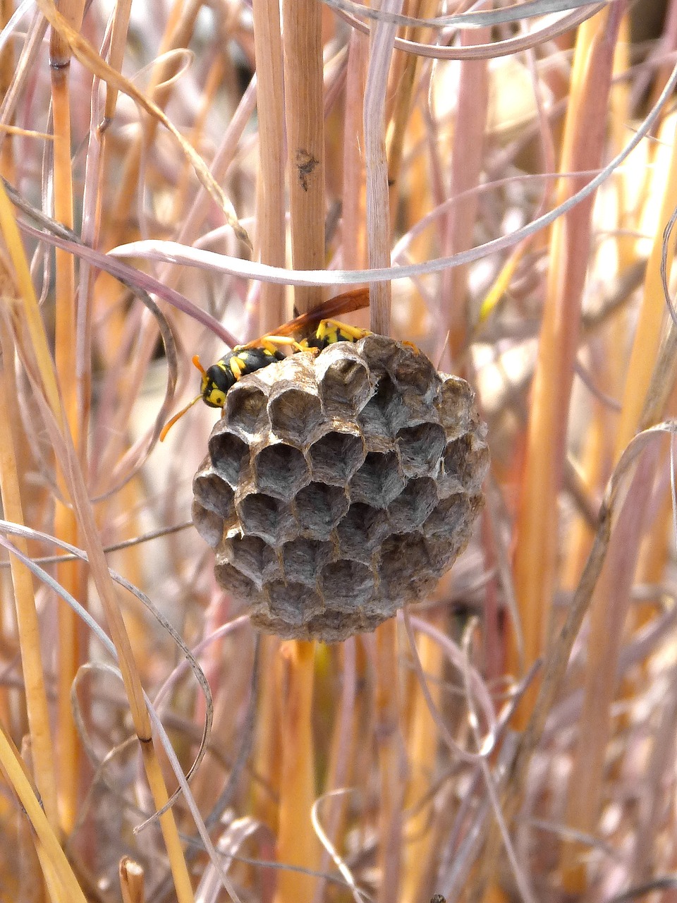 wasps' nest wasp hexagon free photo
