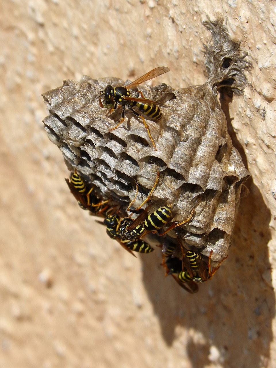 wasps' nest wasps plant architecture free photo