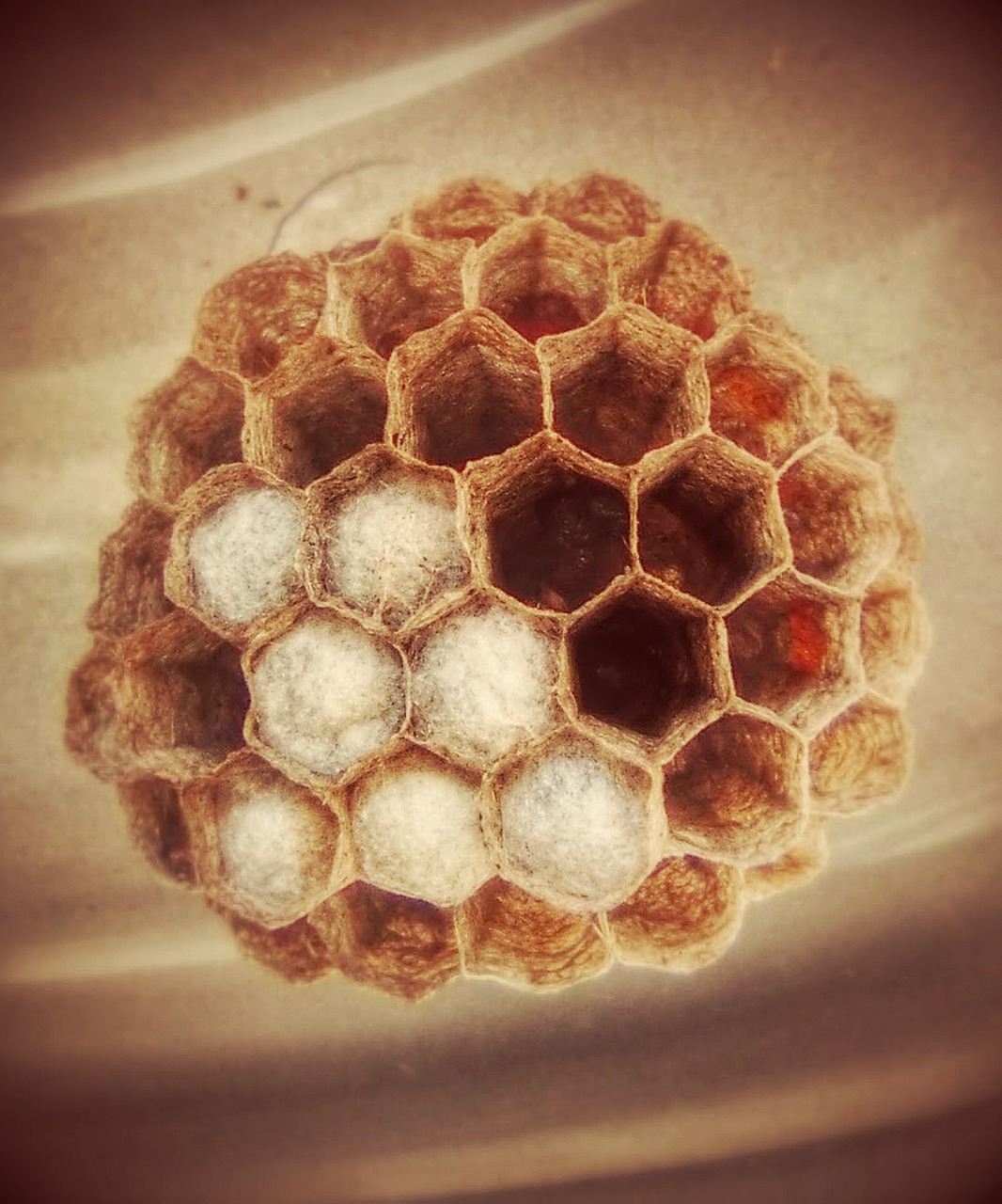 wasps' nest hexagon nest free photo