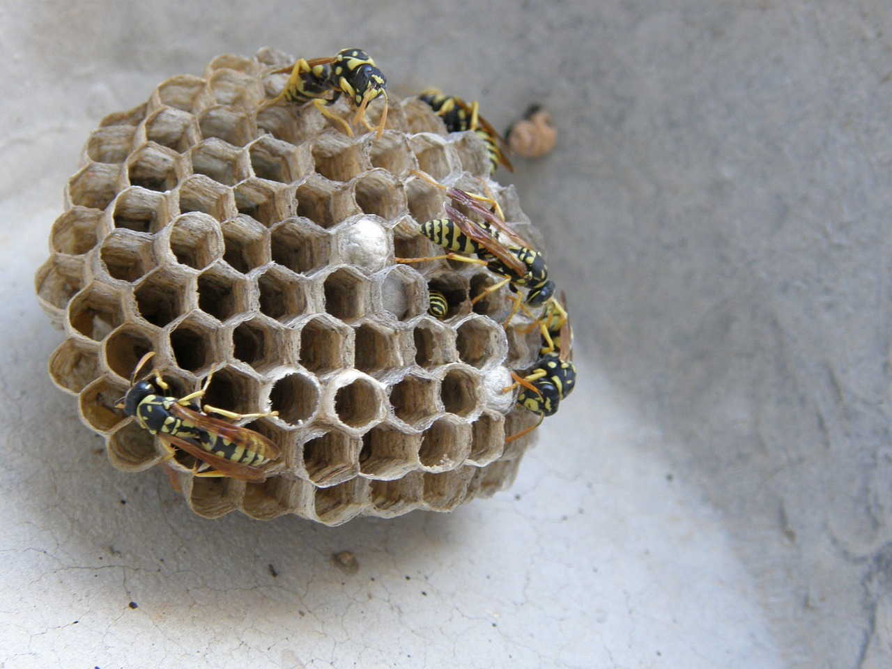 wasps' nest swarm diaper free photo