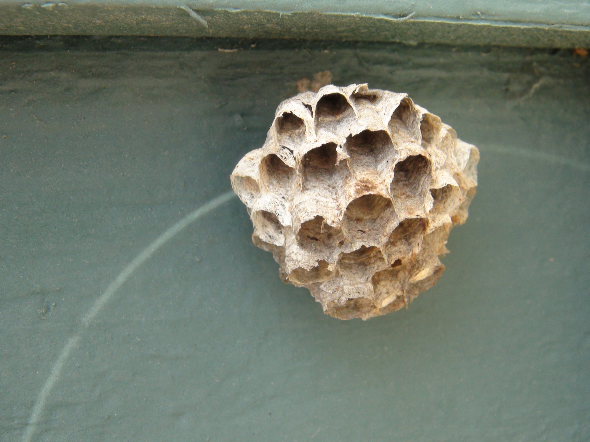 mud dabber wasp nest free photo