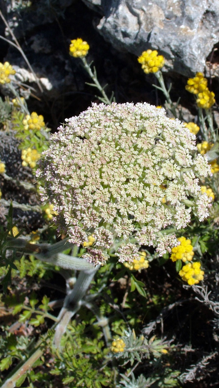 plant beige yellow free photo