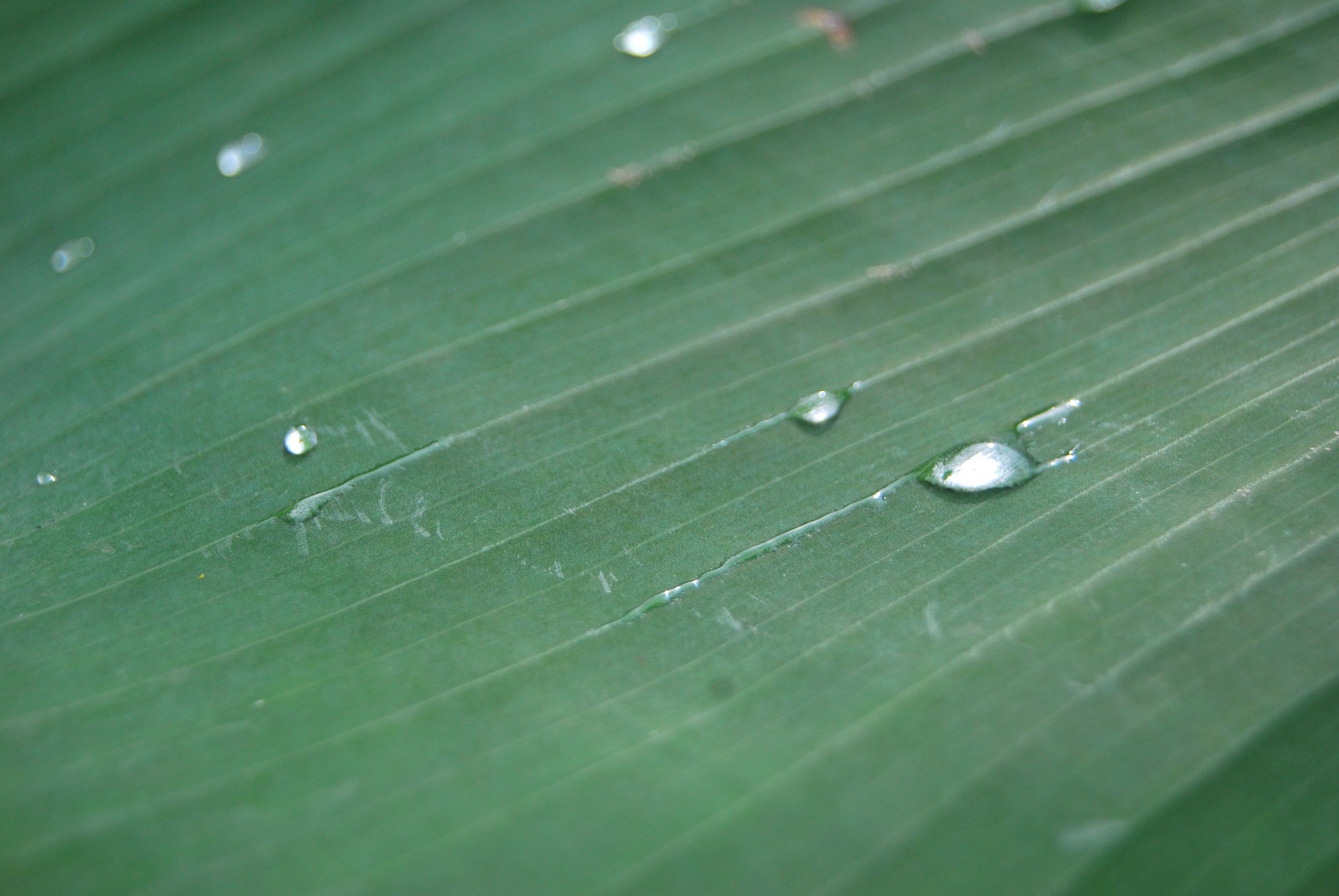 run off water drops drop free photo