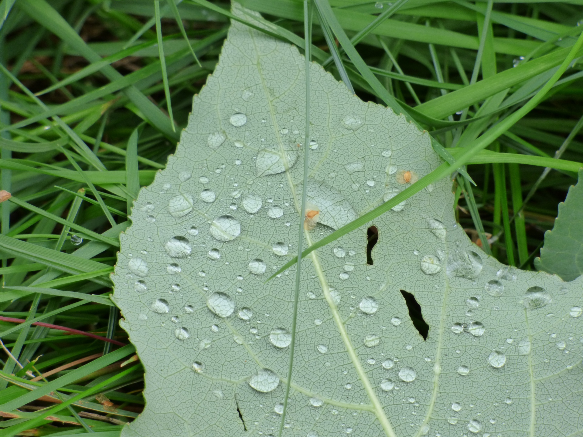 foliage green leaves free photo