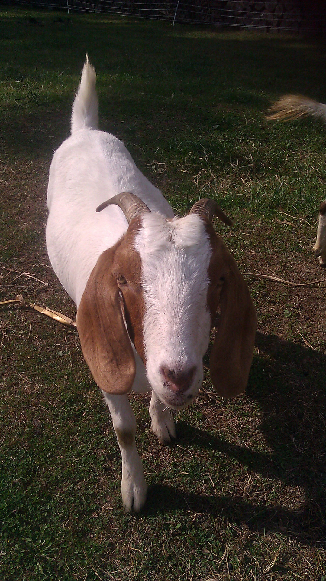 goat nature grass free photo