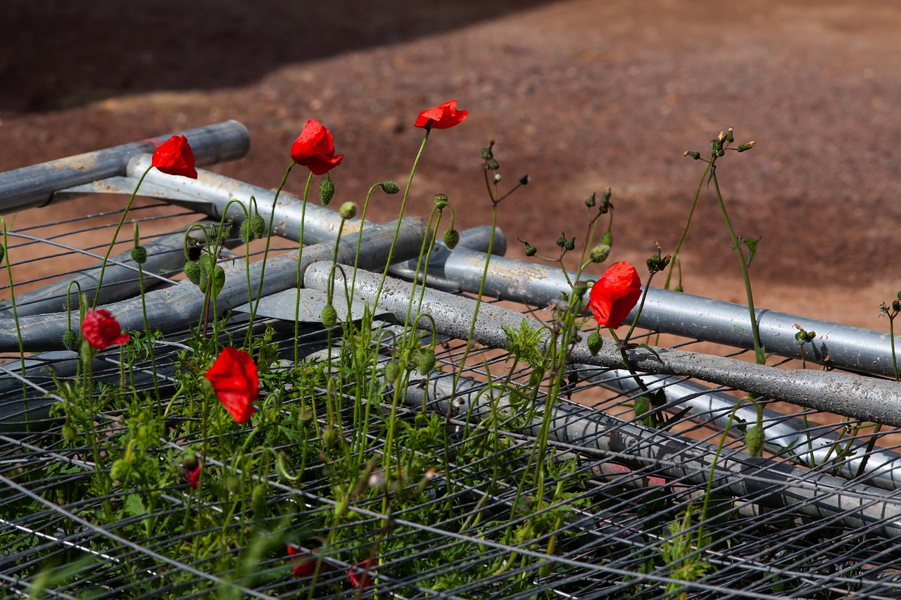 wasteland  poppies  weeds free photo