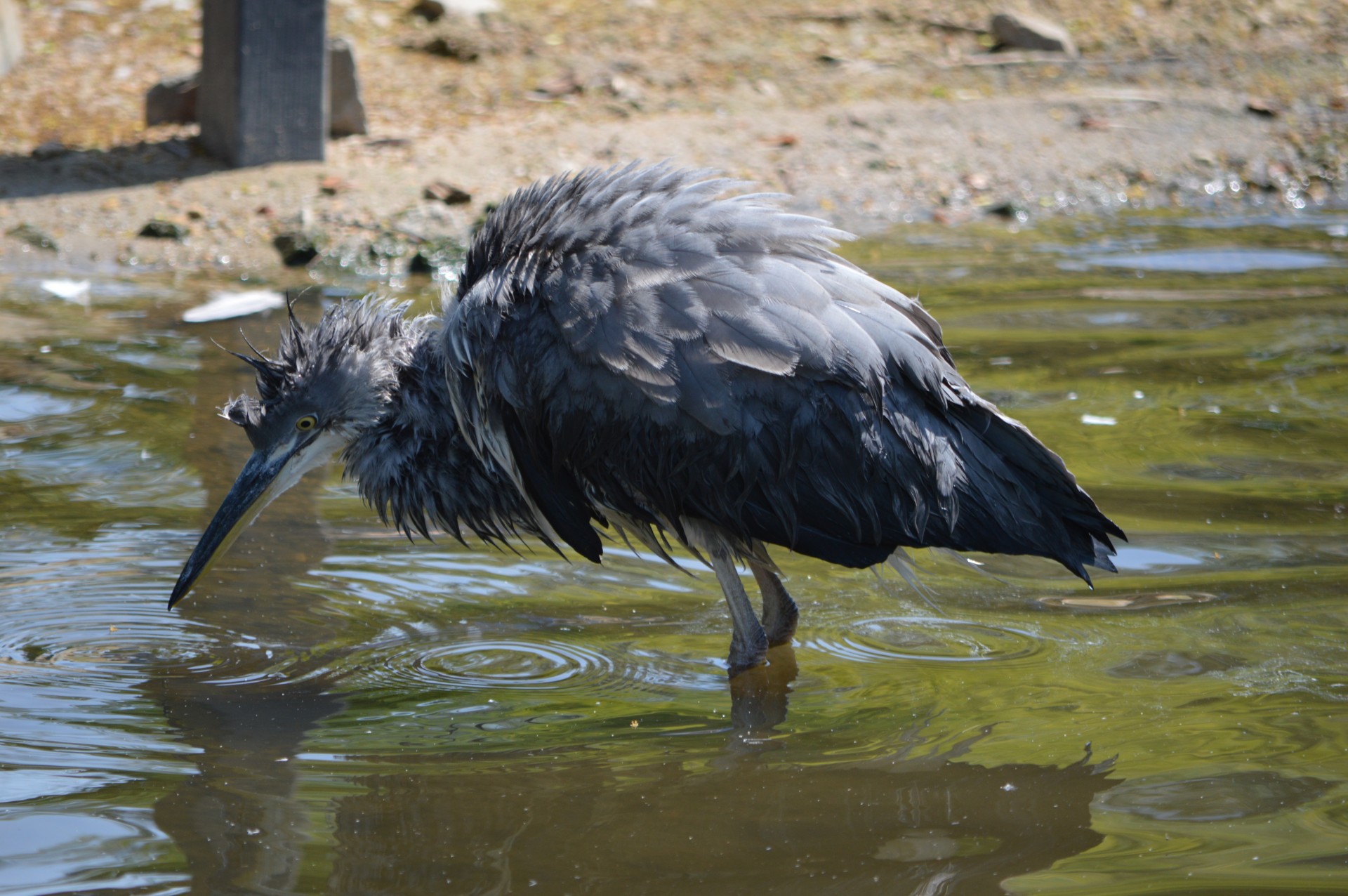 nature bird water bird free photo