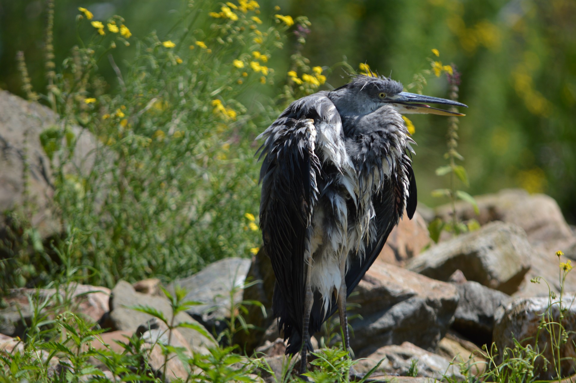 nature bird water bird free photo