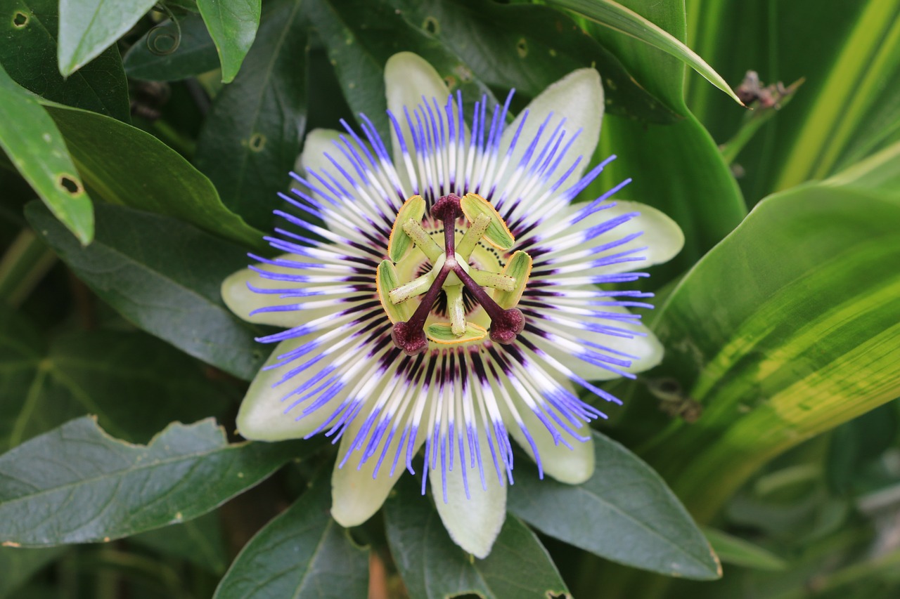 watch flowers greenhouse summer free photo