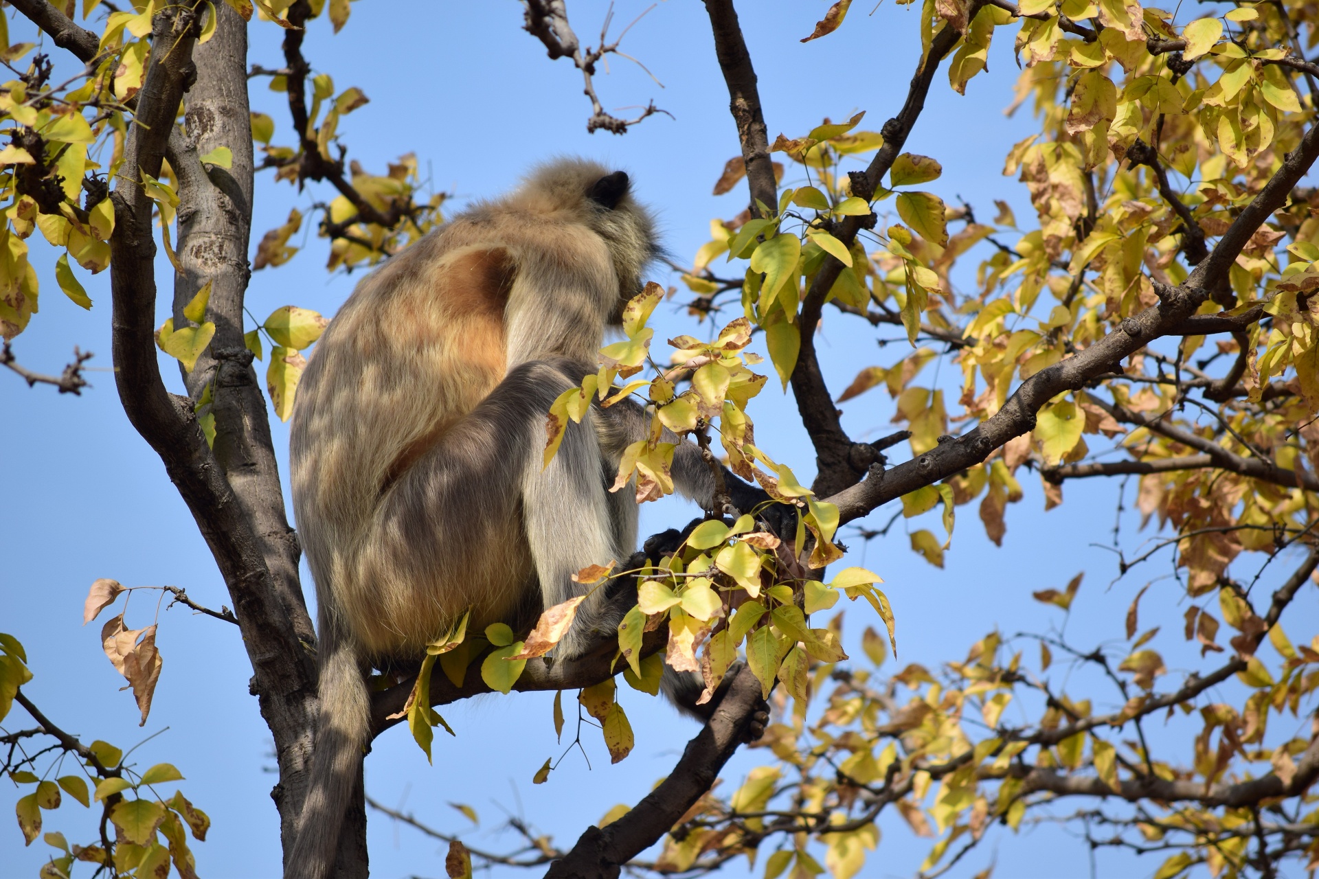 monkey tree animal free photo