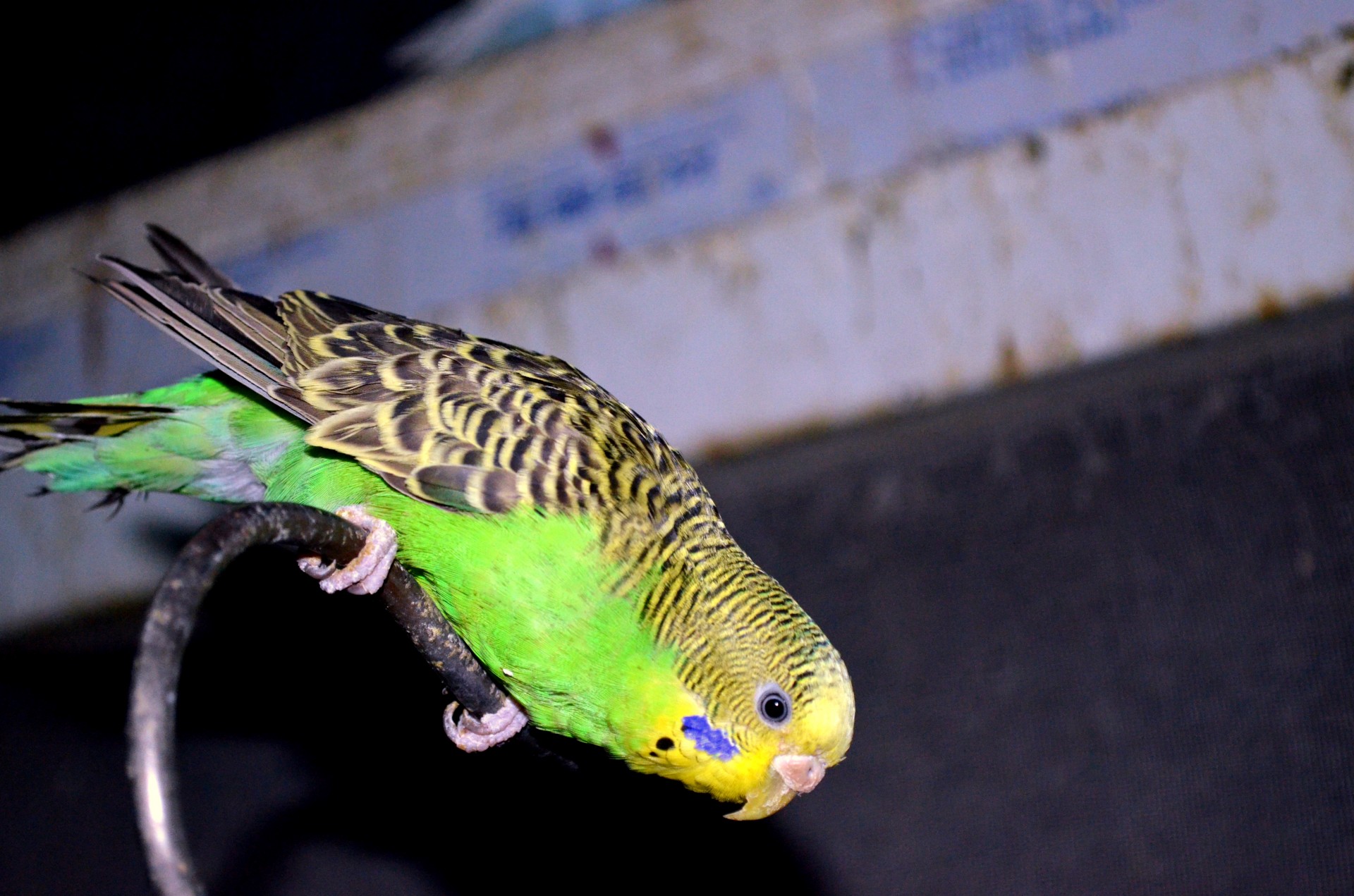 animals bird parakeet free photo