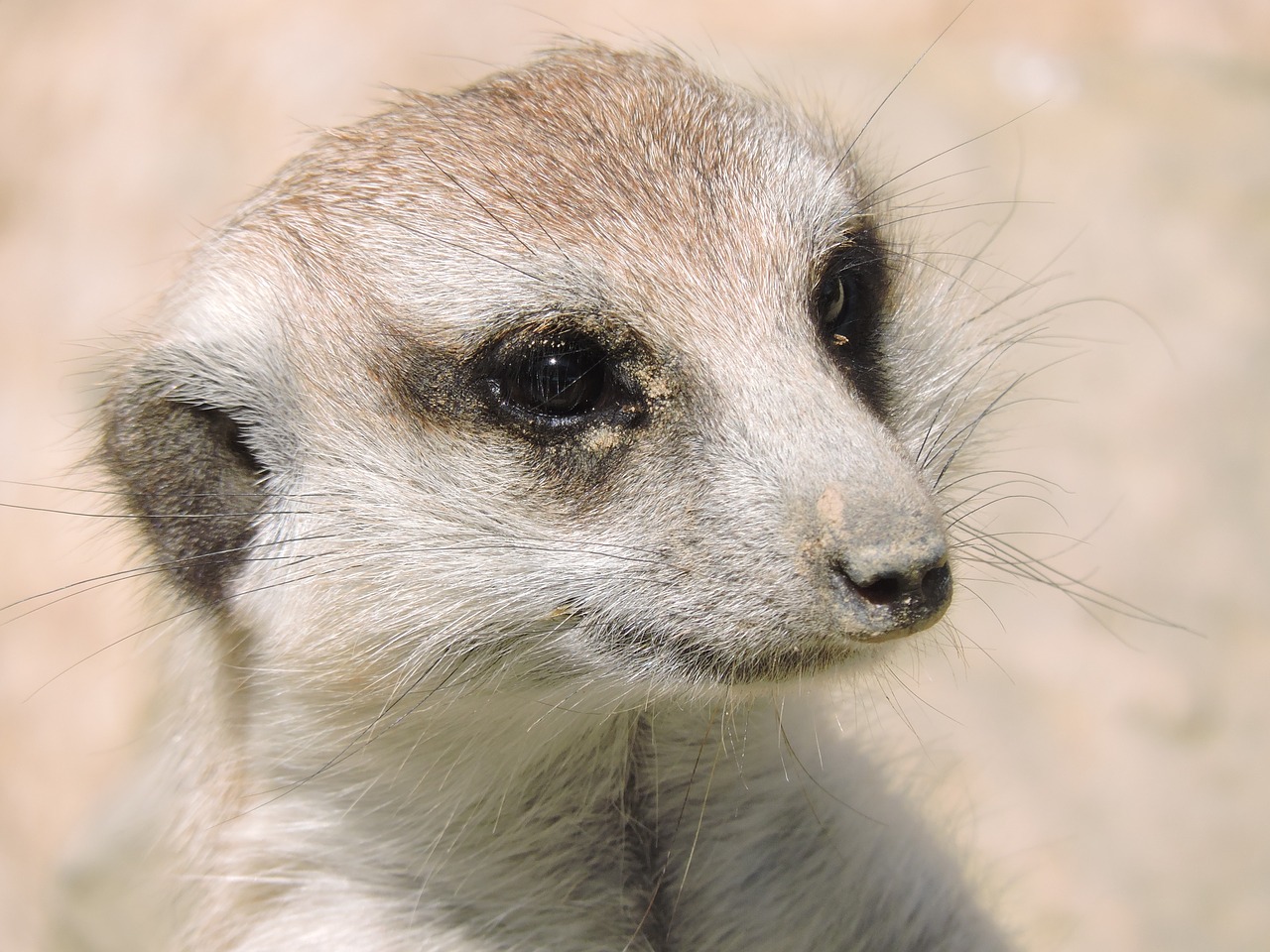 watching look meerkat free photo