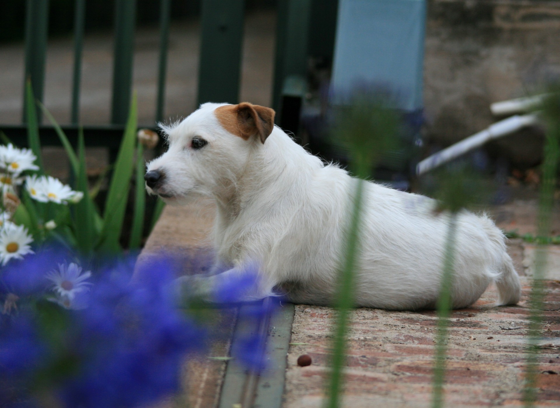 dog terrier jack russell free photo