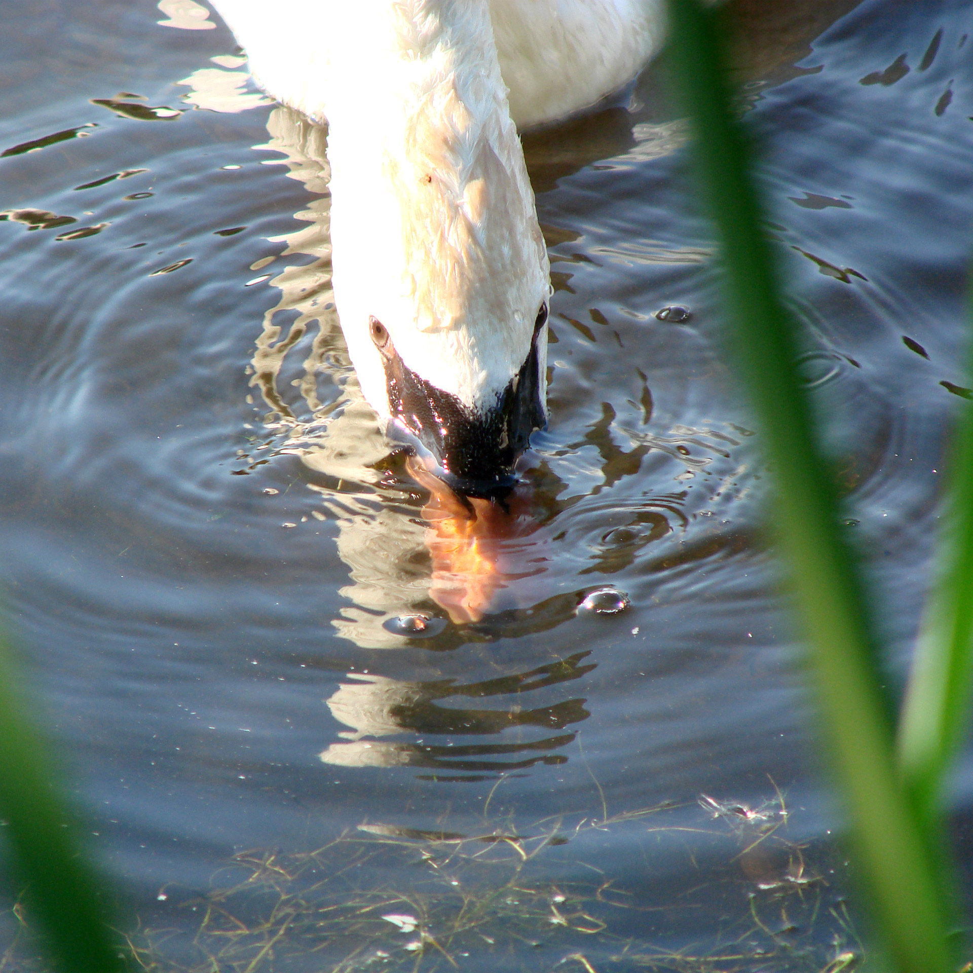 swan watching food free photo