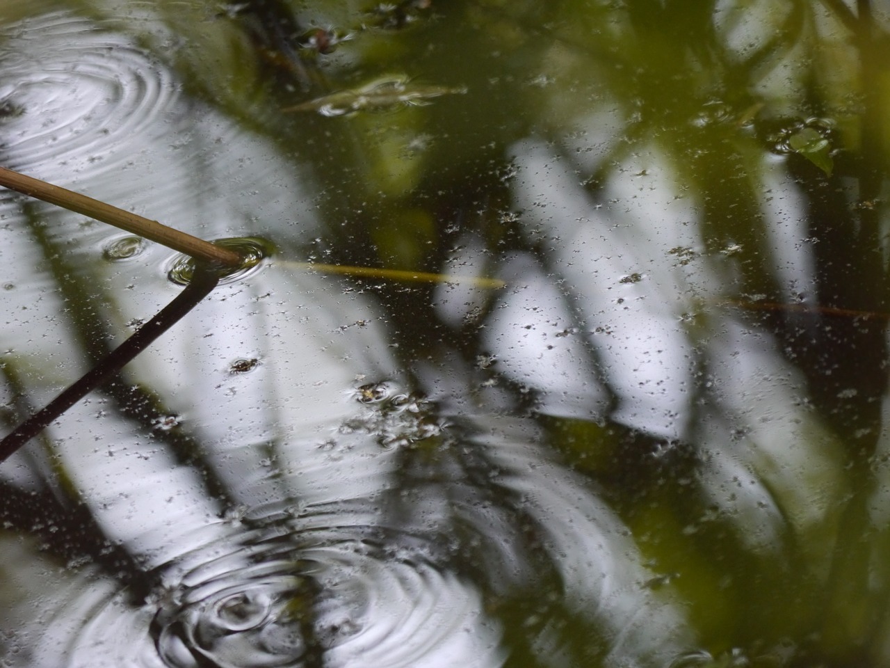 water pond nature free photo