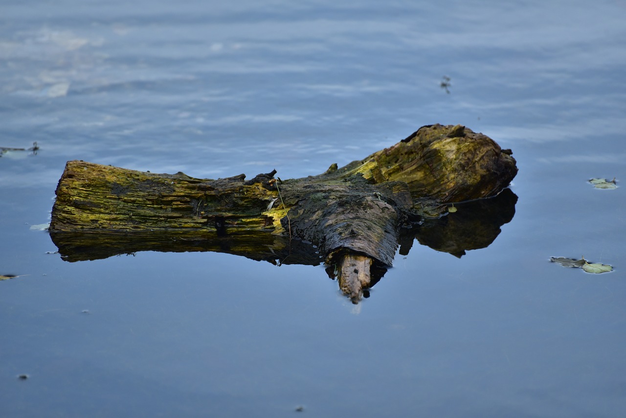 water lake drift wood free photo