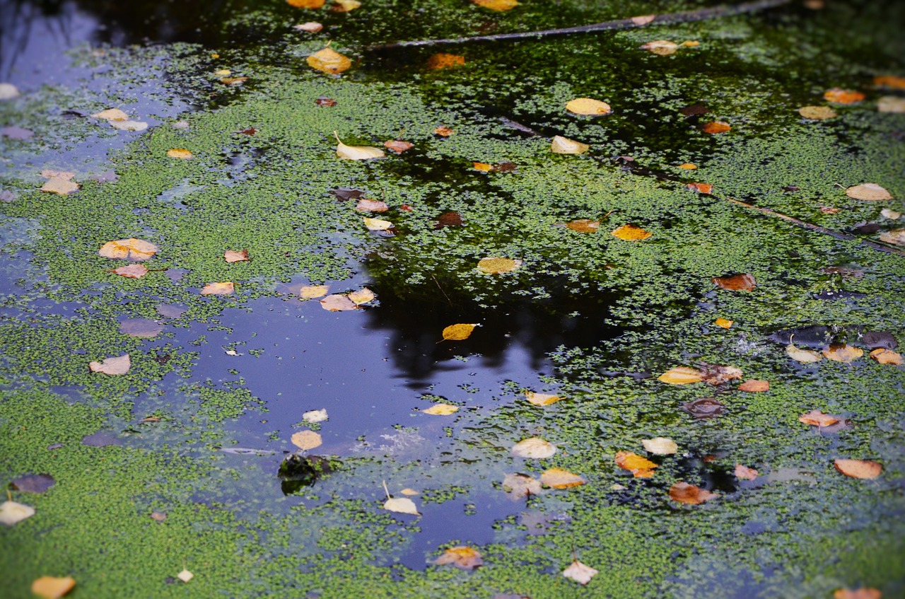 water natur green free photo