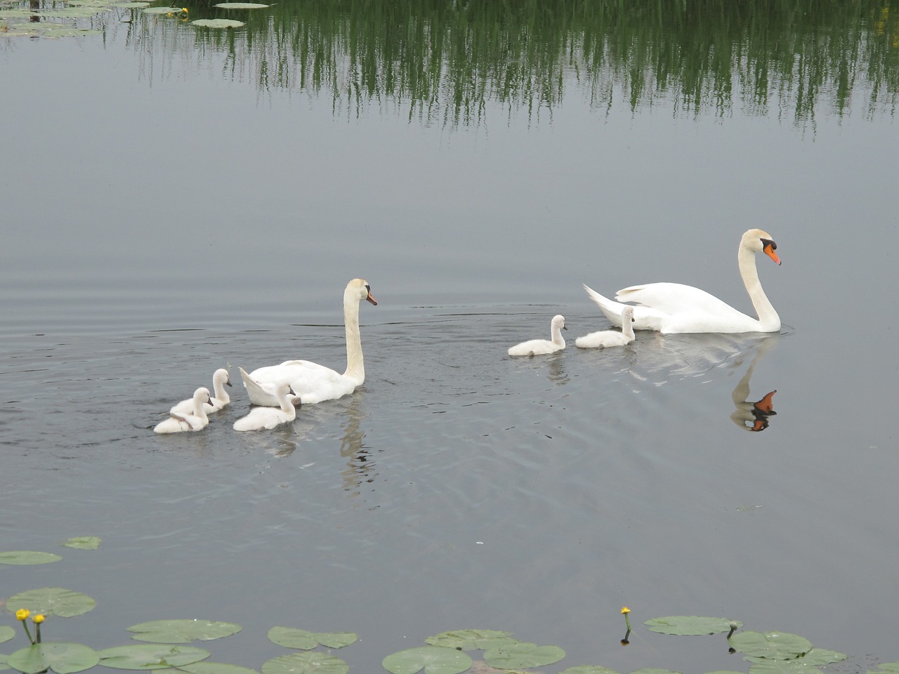 water swans pullen free photo