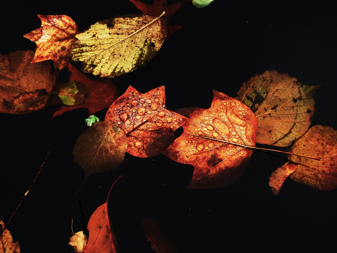 water autumn autumn leaves free photo