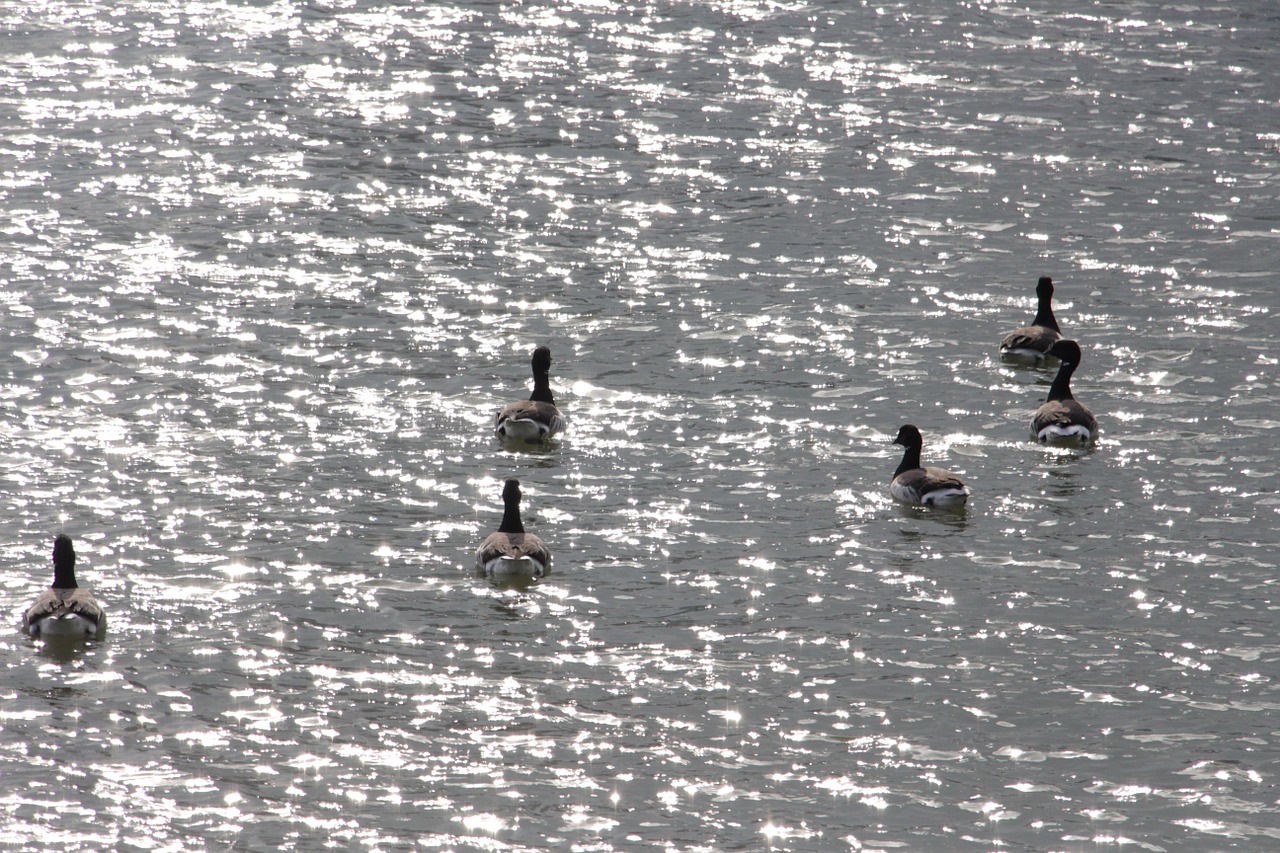 water birds swan free photo