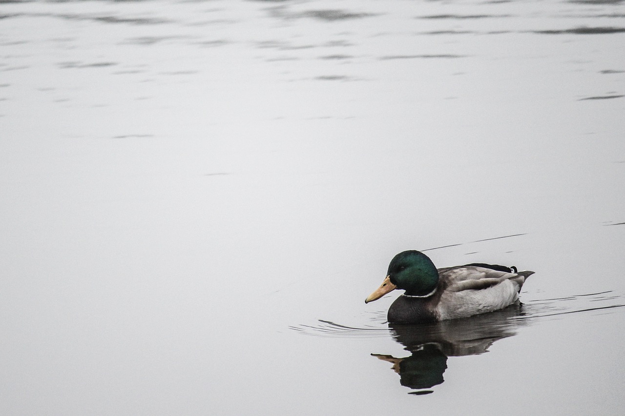 water bird mallard free photo