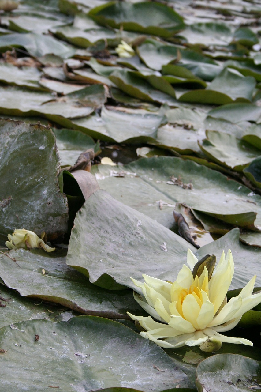 water lily water lilies free photo