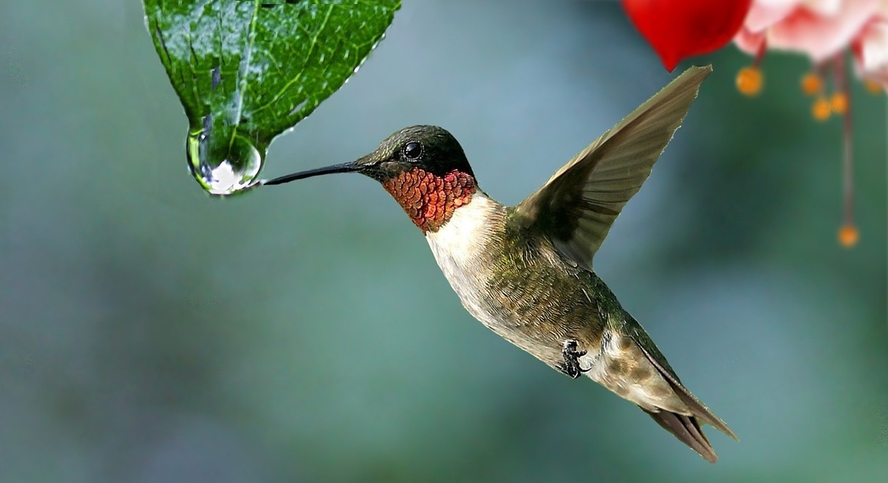 water drop plant free photo