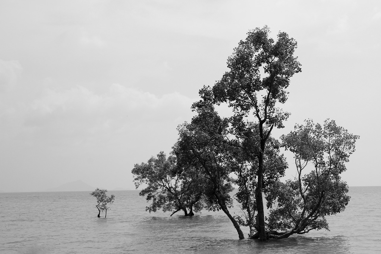 water mangroves natural water free photo