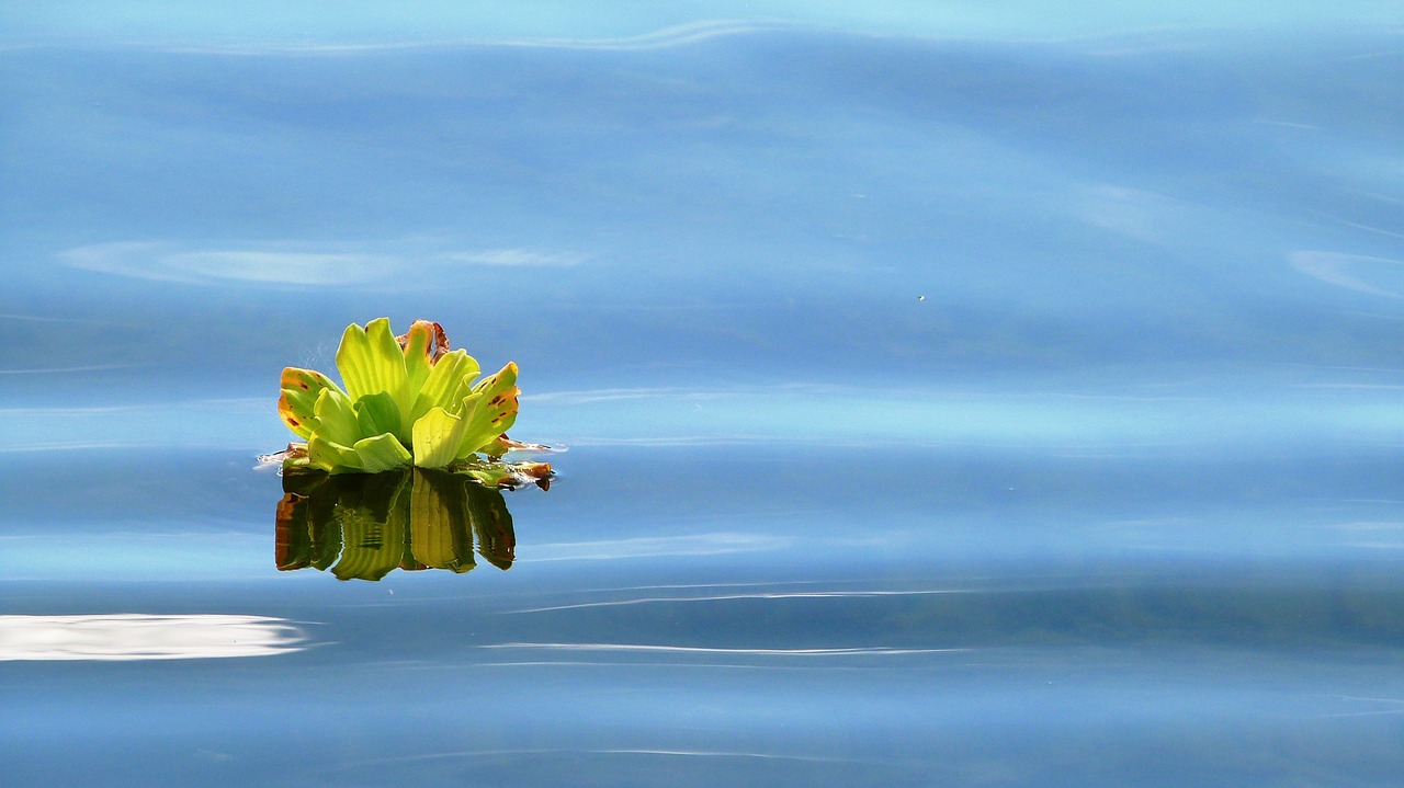 aqua pond plant free photo