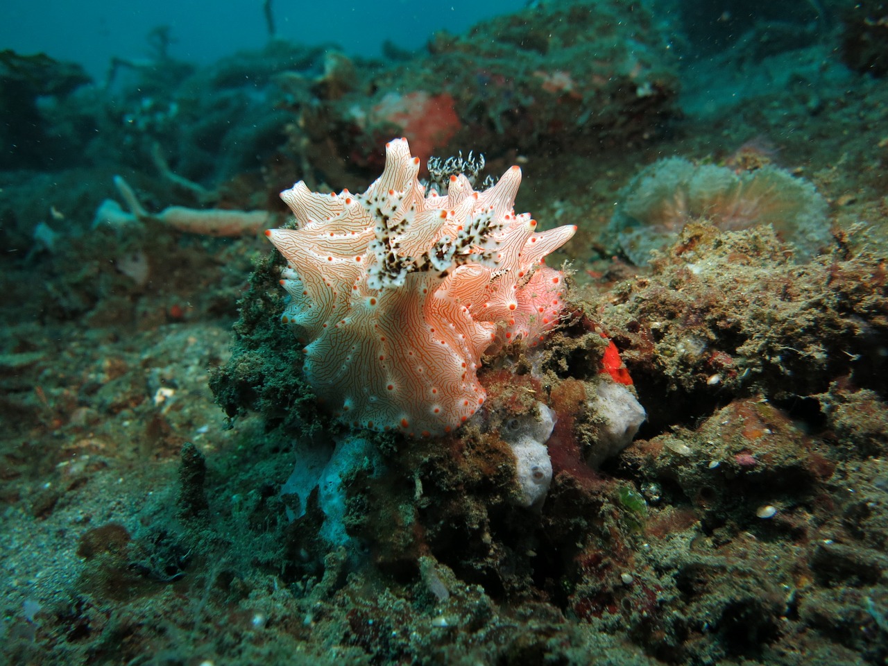 water underwater nudibranch free photo