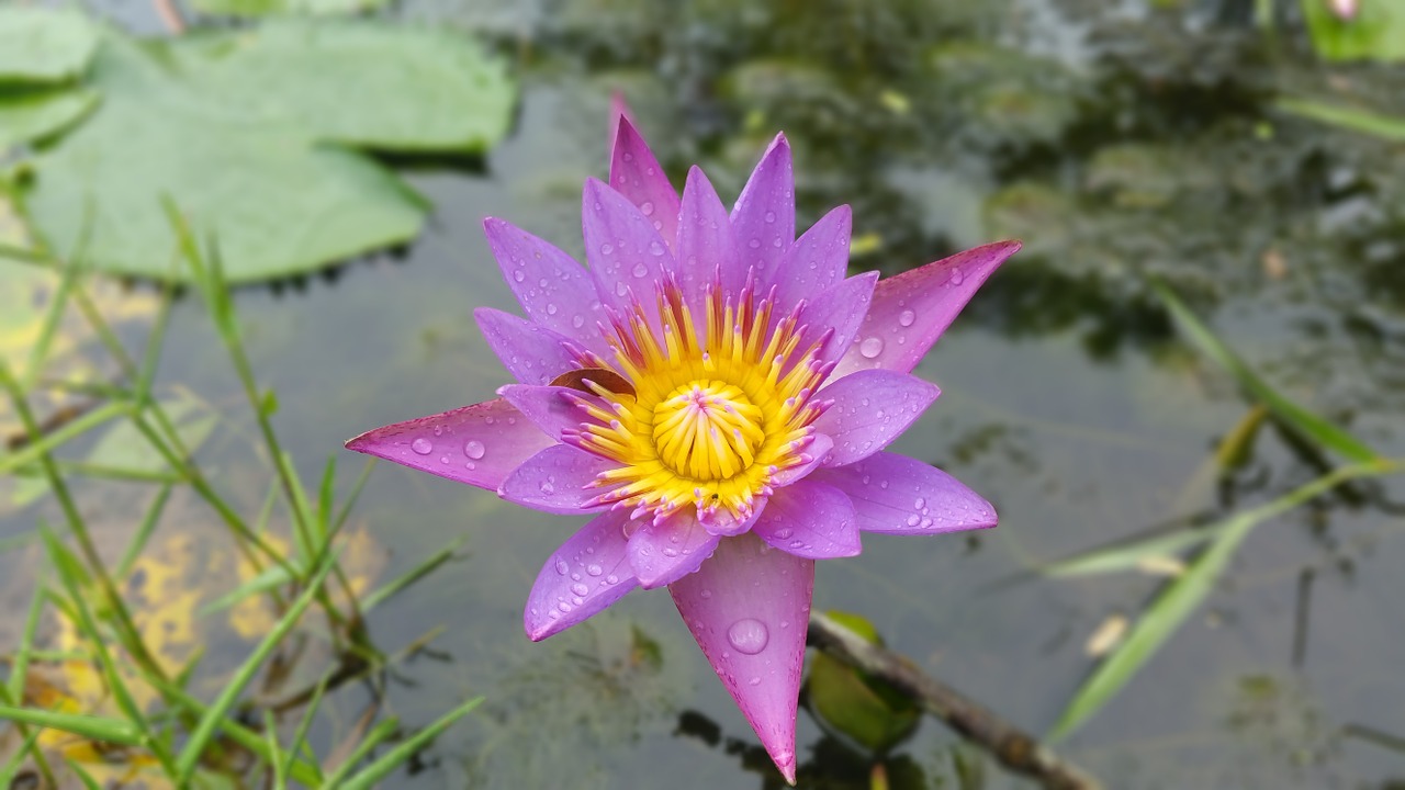 water water lily lily free photo