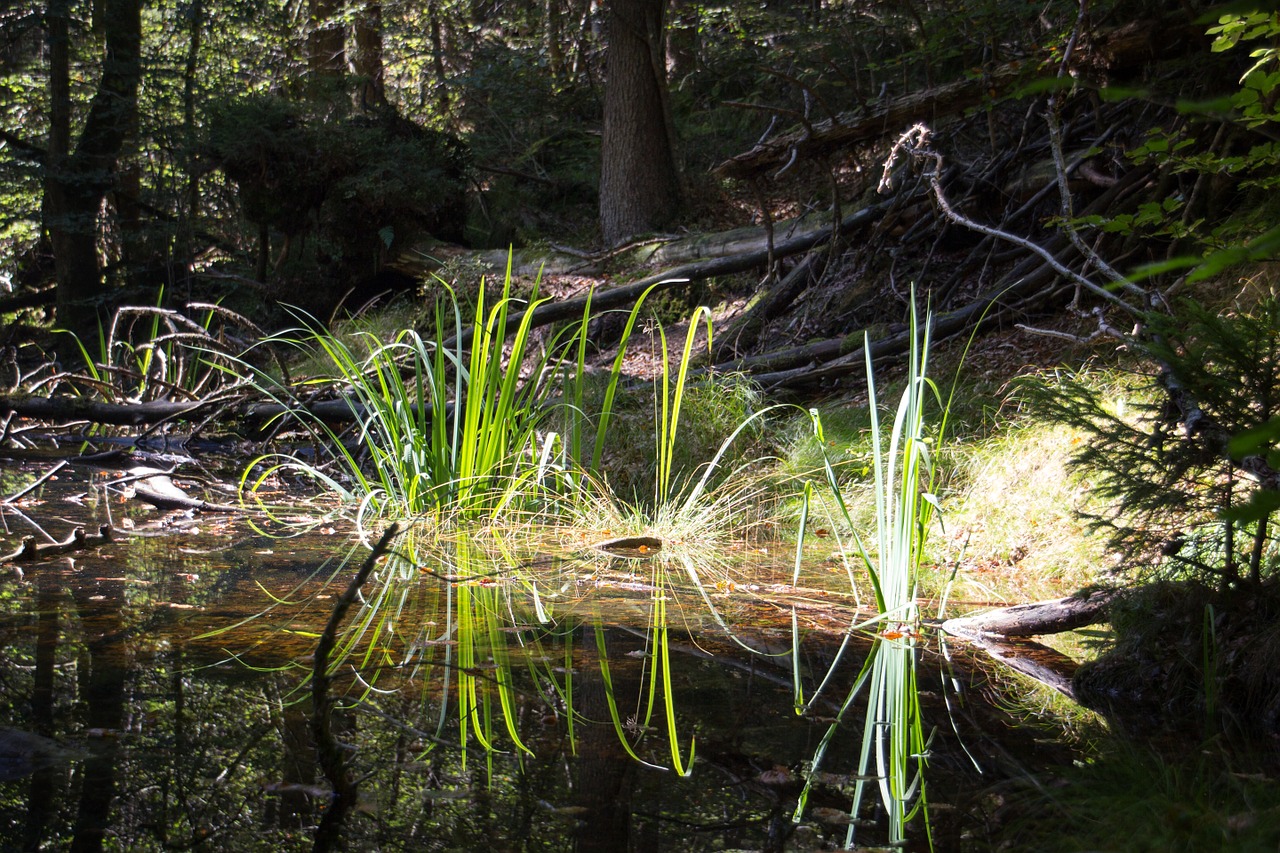 water mirroring reflections free photo